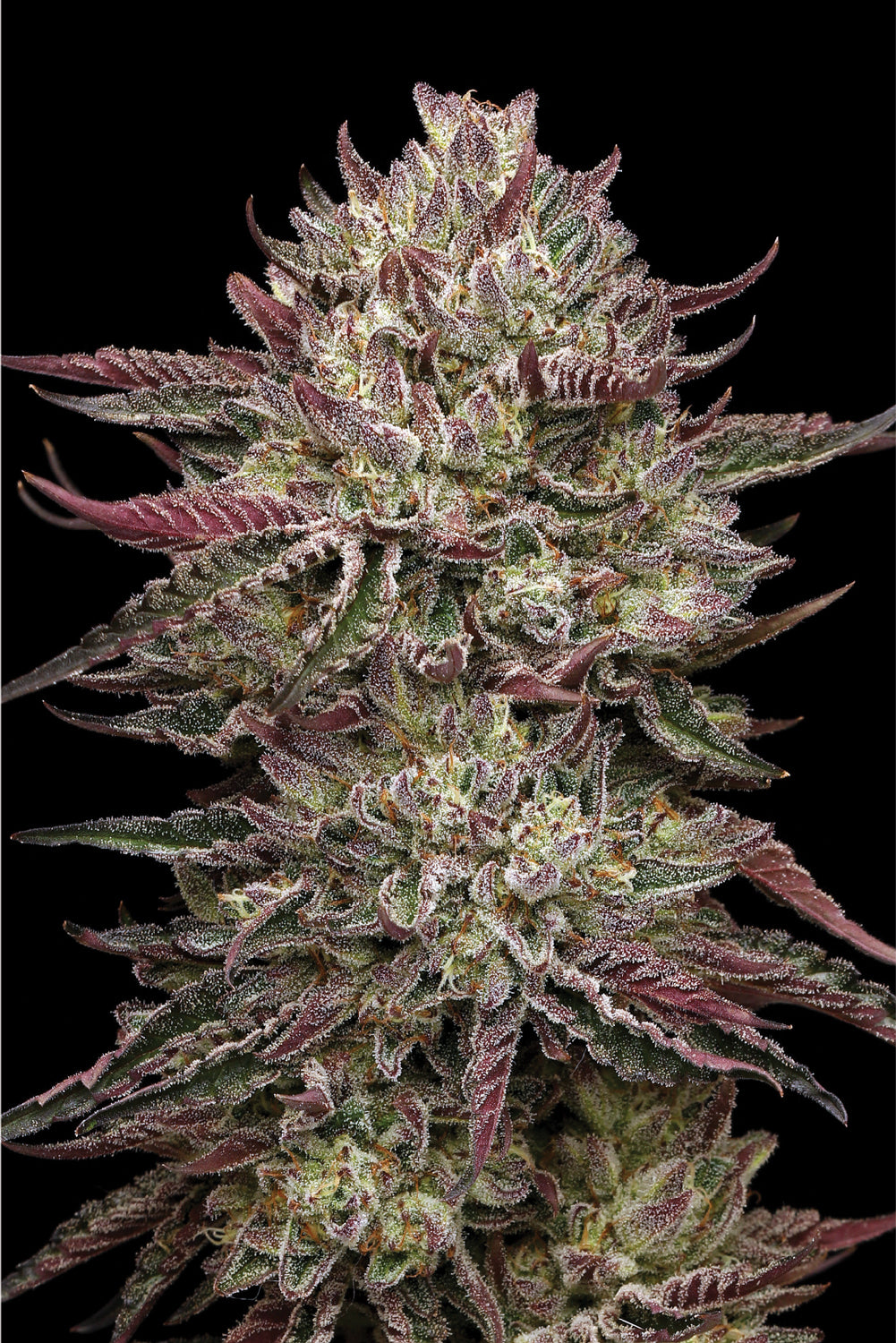 Close-up of a cannabis plant with purple and green hues on a black background