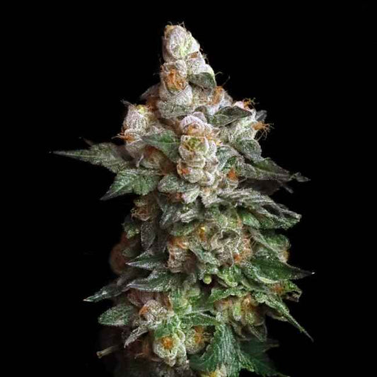 Close-up of a cannabis plant bud on a black background