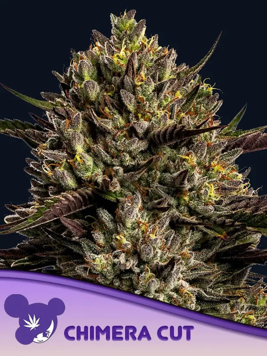 Closeup of a frosty green bud.