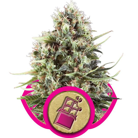 Close-up of a cannabis plant with a pink circle and logo overlay on a white background