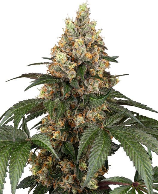 Close-up of a cannabis plant with large buds on a white background
