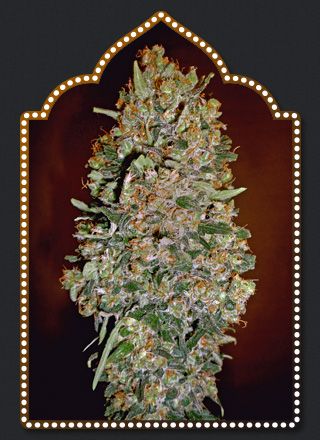 Close-up of a cannabis plant with a decorative frame on a dark background