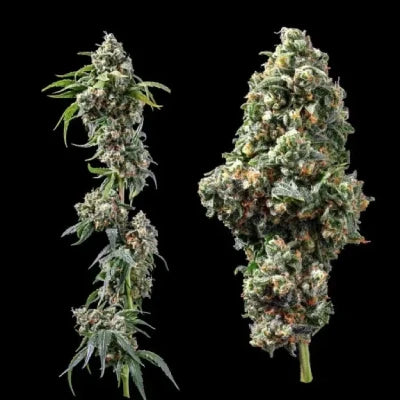Two cannabis plants side by side on a black background