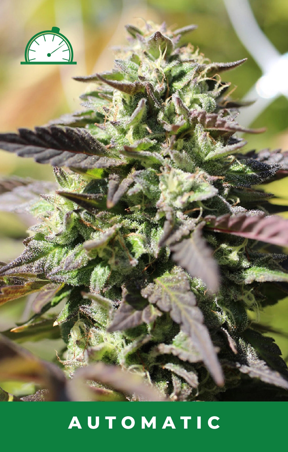 Close-up of a cannabis plant with 'Automatic' label