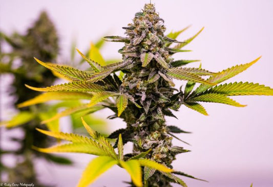 Close-up of a cannabis plant with a blurred background