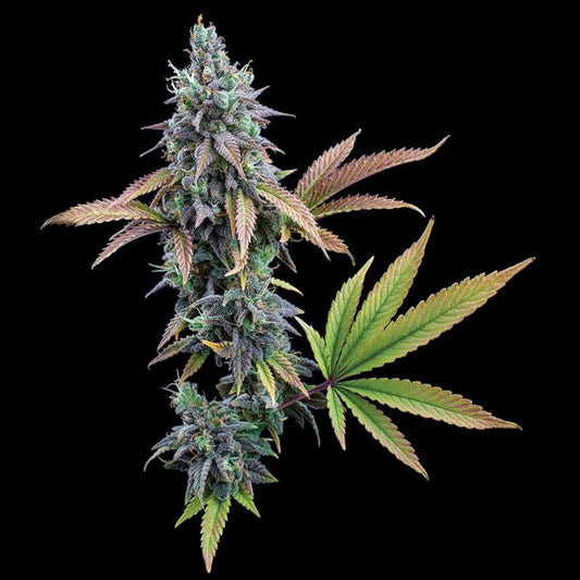 Cannabis plant with large leaves on a black background