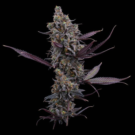 Cannabis plant with purple leaves on a black background