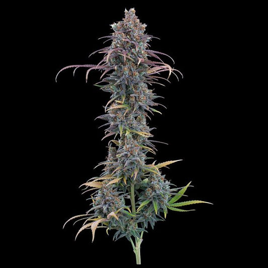 Mature cannabis plant with dense buds on a black background