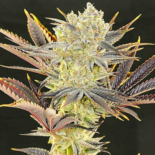 Close-up of a cannabis plant with a dark background