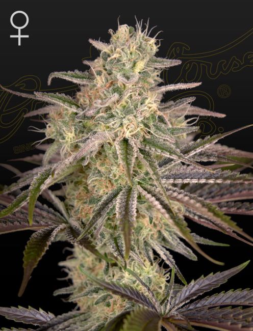 Close-up of a cannabis plant with a dark background
