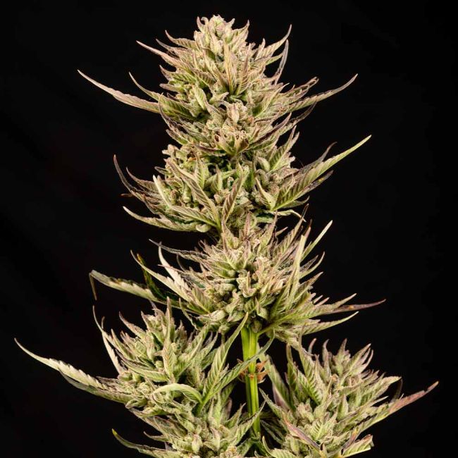 Close-up of a cannabis plant with a black background