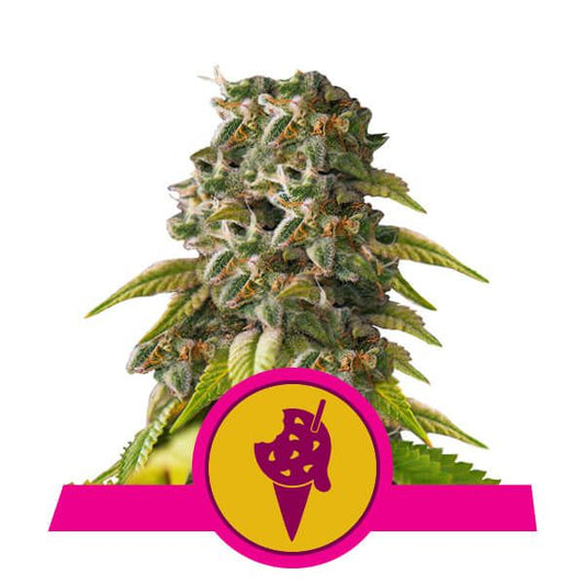 Cannabis plant with a pink and yellow logo featuring an ice cream cone.