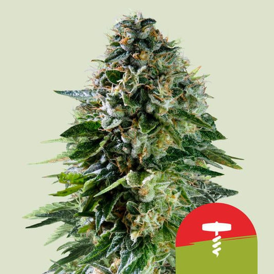 Close-up of a cannabis plant with a red and green label on a light green background