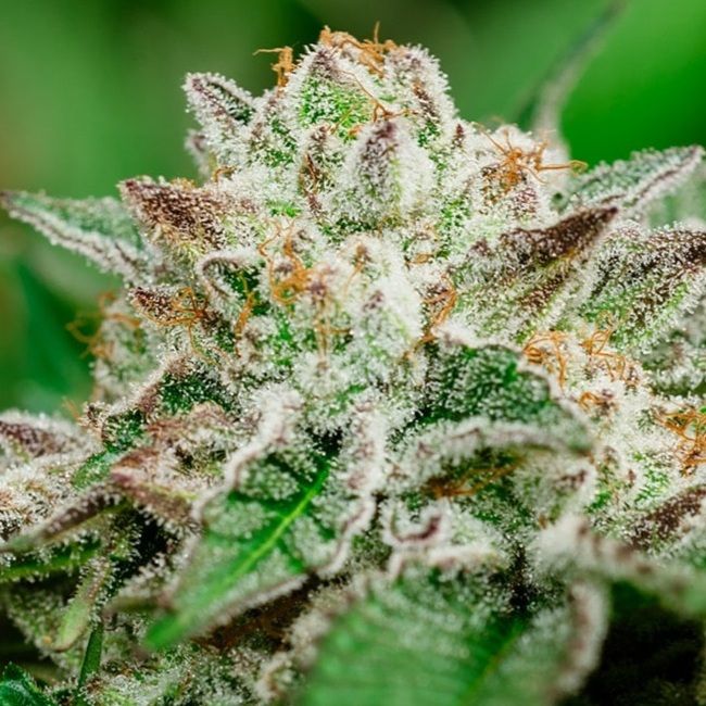 A close-up of a cannabis bud heavily covered in white trichome crystals, with green leaves and small orange-brown pistils visible against a blurred green background.