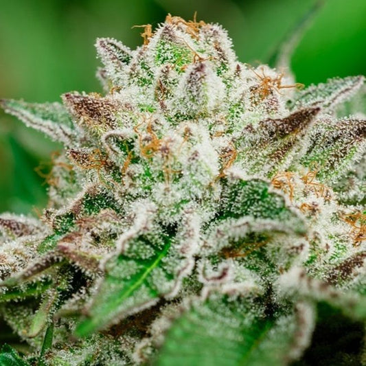 A close-up of a cannabis bud heavily covered in white trichome crystals, with green leaves and small orange-brown pistils visible against a blurred green background.