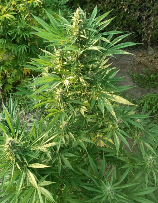Green cannabis plant with leaves and buds in a natural setting