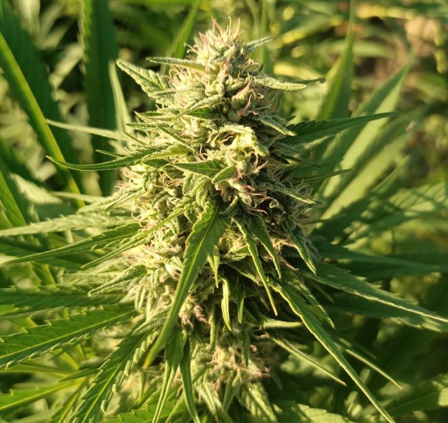Close-up of a cannabis plant with green leaves and buds.
