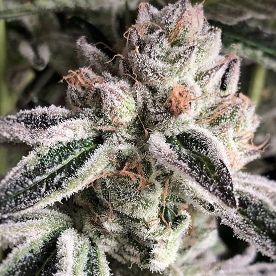 Crescendo RBX1 - Ethos Genetics
