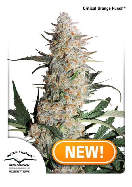 Grown cannabis plant with orange 'NEW!' label, Dutch Passion logo.