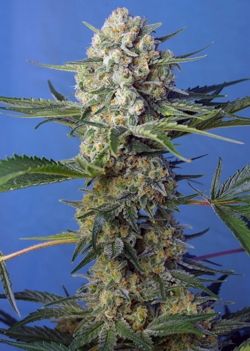 Crystal Candy F1 Fast - Sweet Seeds