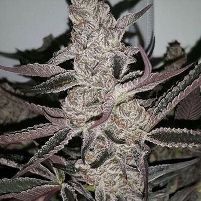 Close-up of a cannabis plant bud with detailed texture.