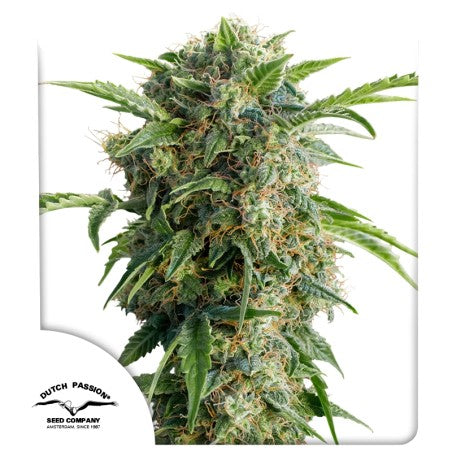 Mature cannabis plant with visible trichomes on a white background, featuring the Dutch Passion logo.