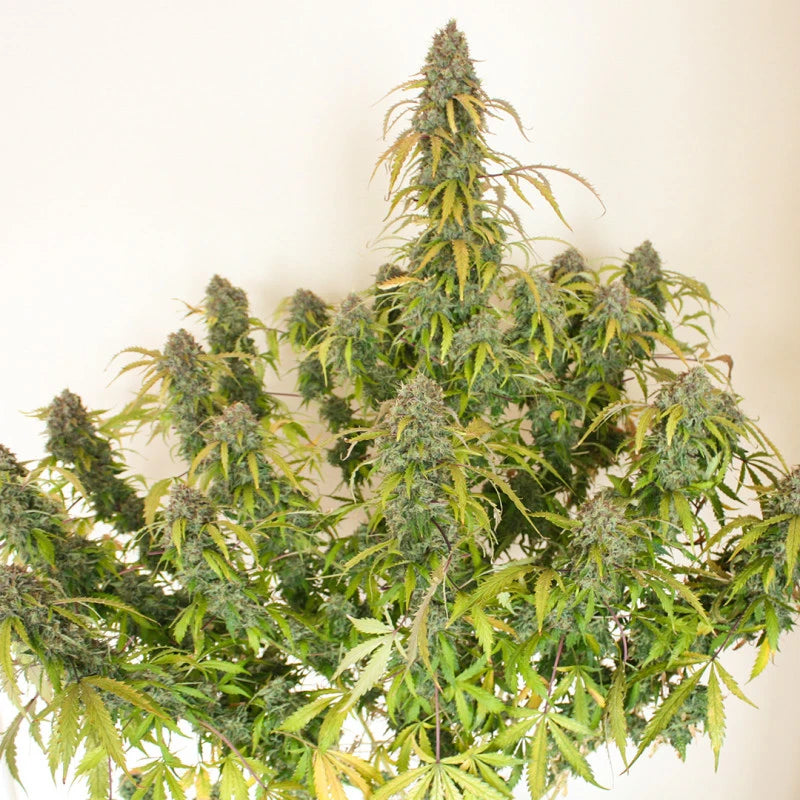 Close-up of a cannabis plant with green and yellow leaves on a white background