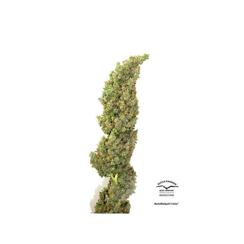 Artificial evergreen shrub on a white background with a brand logo.