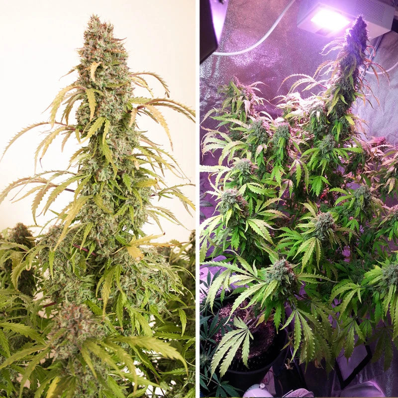 Two images of cannabis plants, one on the left with a plain background and the other on the right under a purple light.