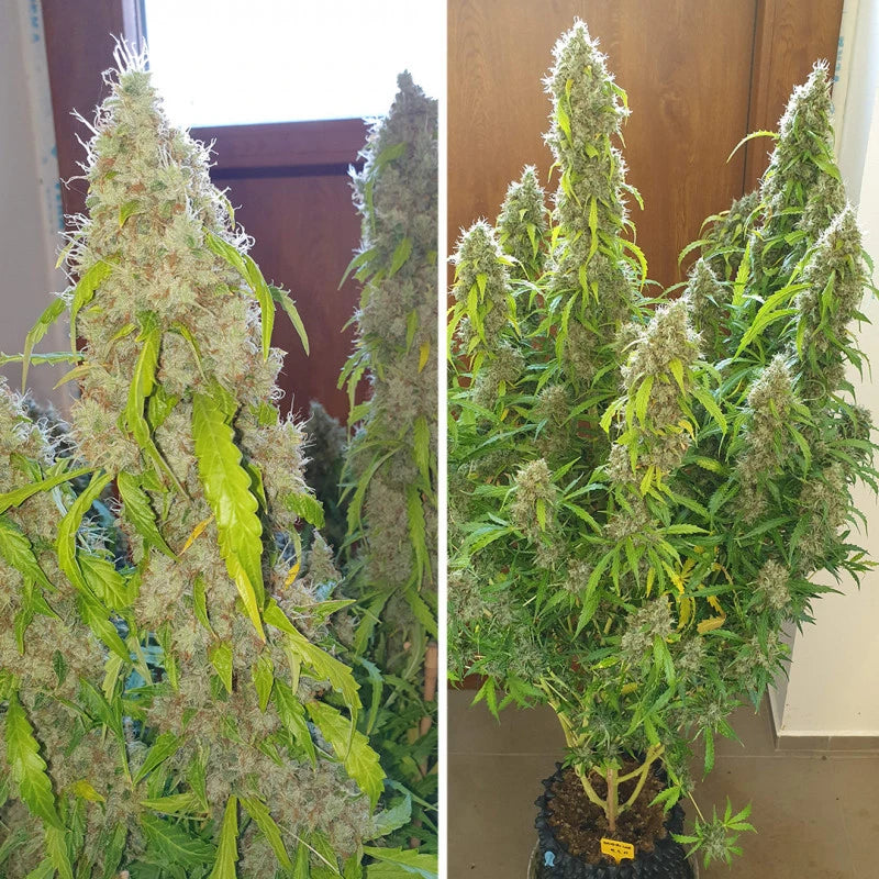 Two images of cannabis plants with large buds against different backgrounds.