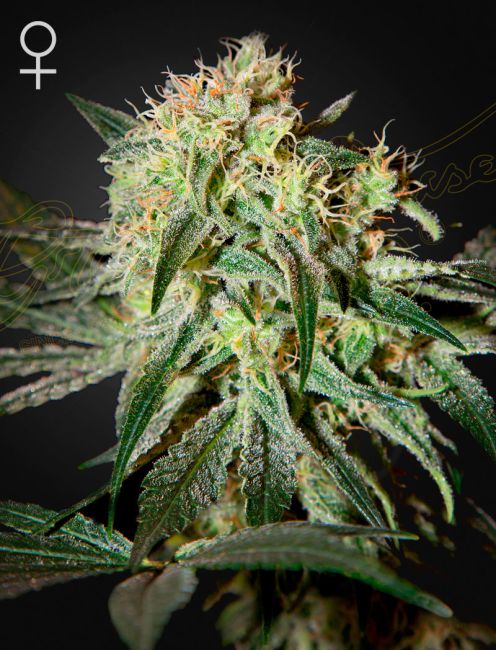 Close-up of a cannabis plant with a dark background