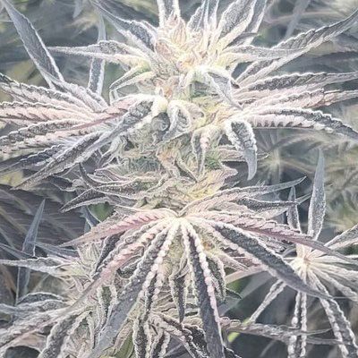 Close-up of a cannabis plant with frost on its leaves