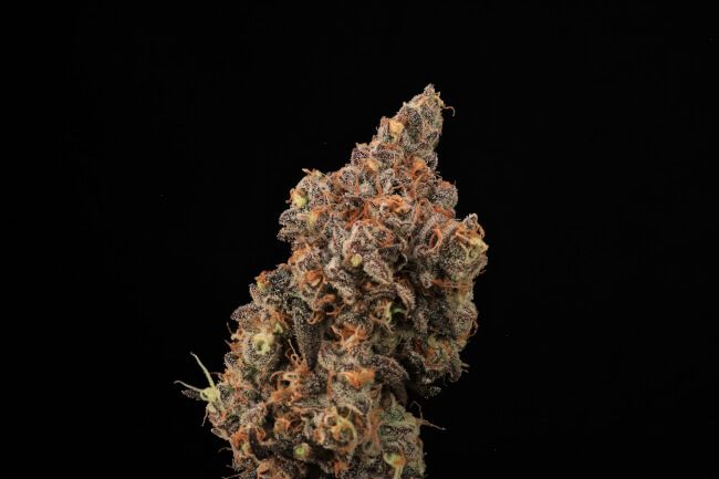 A close-up of a dried cannabis bud with orange and green trichome details against a solid black background.