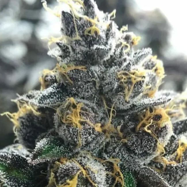 Close-up of a cannabis plant bud with frost on it