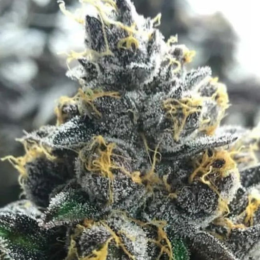 Close-up of a cannabis plant bud with frost on it