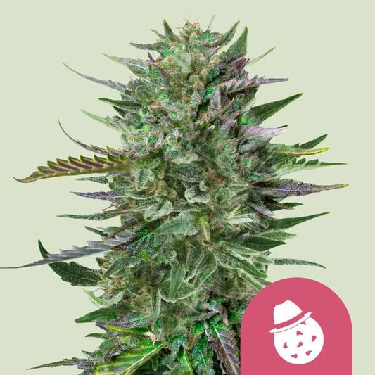 Close-up of a cannabis plant with a pink circle and white icon on a light green background
