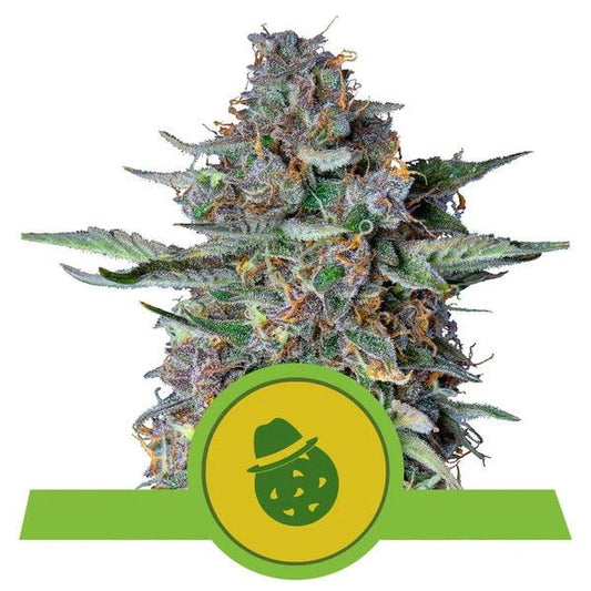 Close-up of a cannabis plant with a green logo featuring a hat and watermelon on a white background.