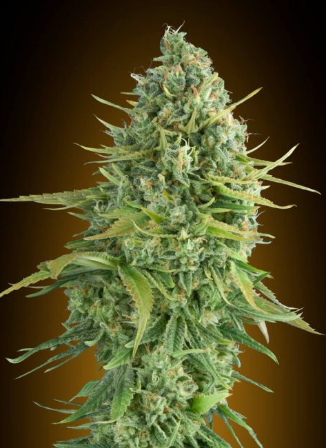 Close-up of a cannabis plant with a dark brown background