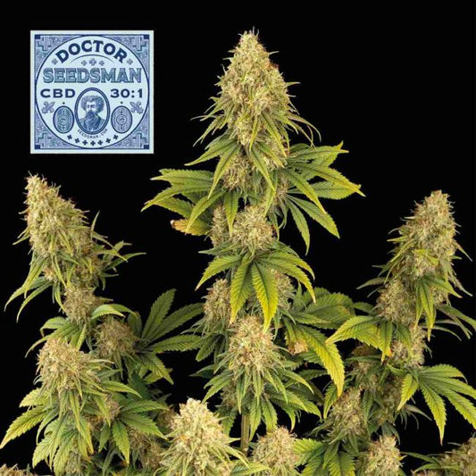 Cannabis plants with Doctor Seedsman CBD 30:1 logo on a black background