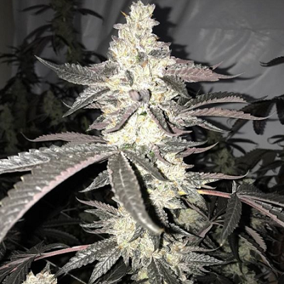 Close-up of a cannabis plant with buds on a dark background