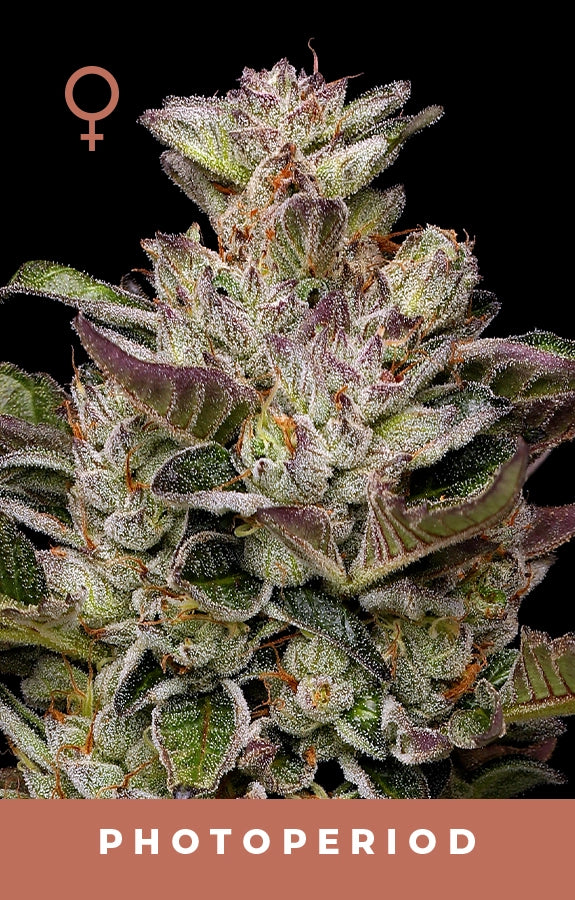 Donutz - Humboldt Seed Co.