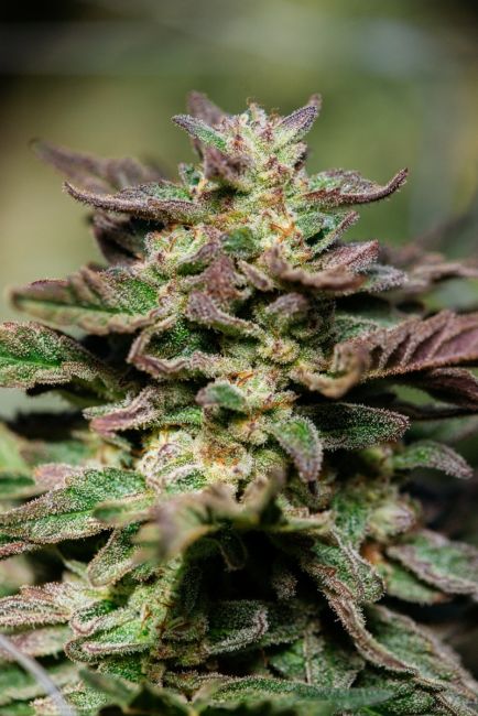 Dosidos Fast - Atlas Seed