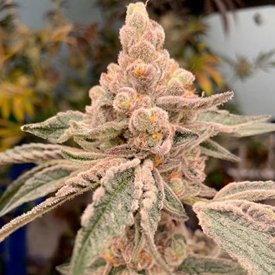 Close-up of a cannabis plant with dense buds and trichomes.