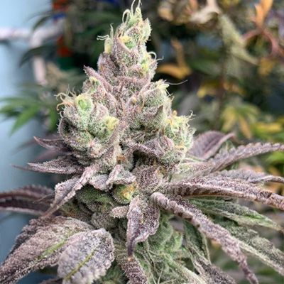 Close-up of a cannabis plant with buds and leaves.