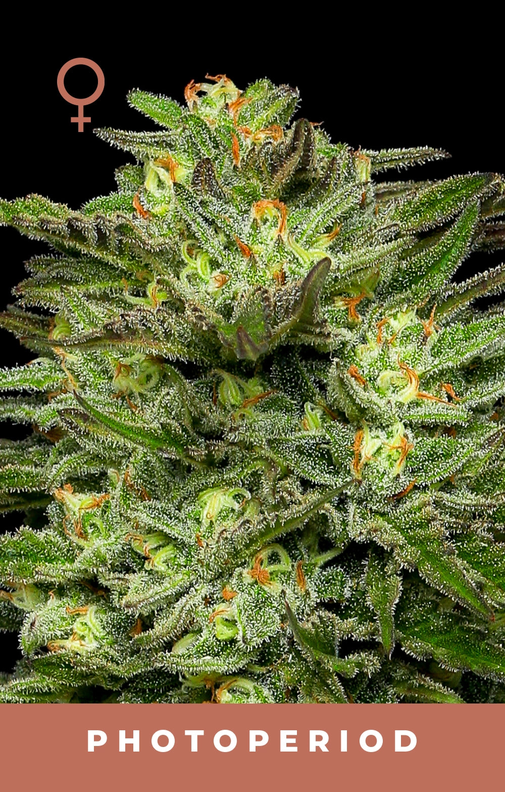 Close-up of a cannabis plant with visible buds and photoperiod text on a black background.