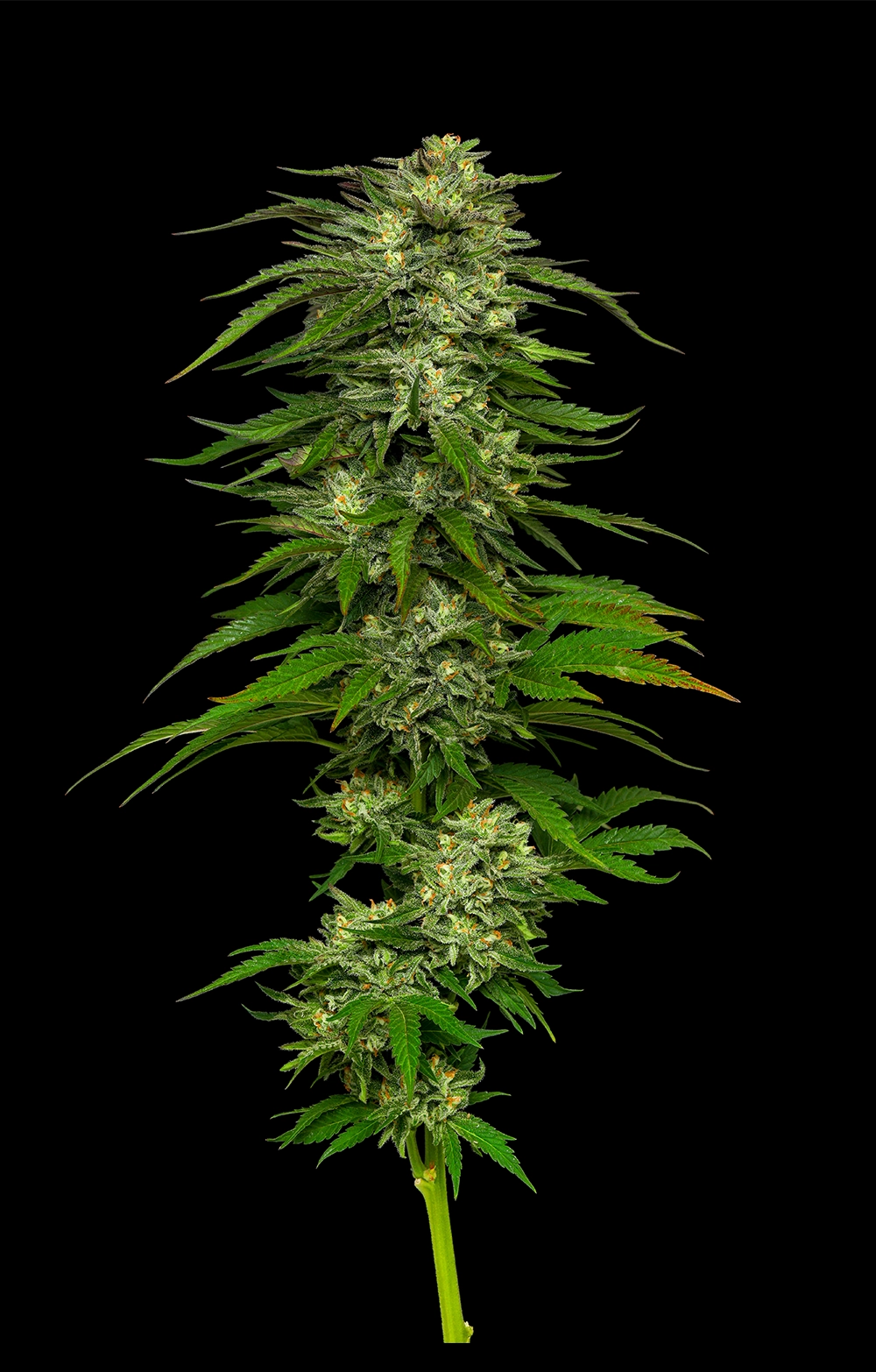 Cannabis plant on a black background