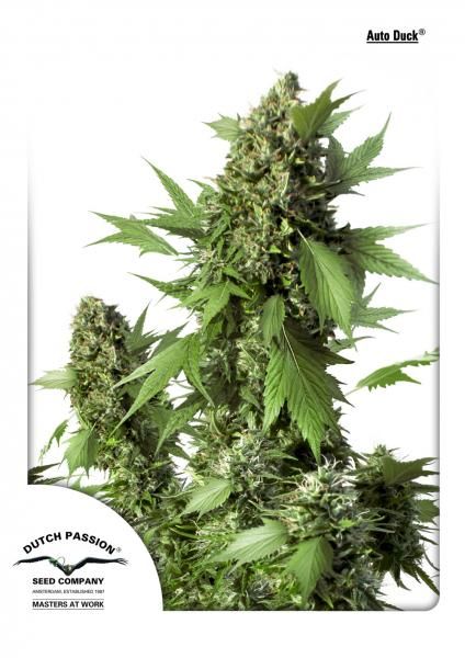 Mature cannabis plant with visible buds on a white background, featuring the Dutch Passion Seed Company logo.