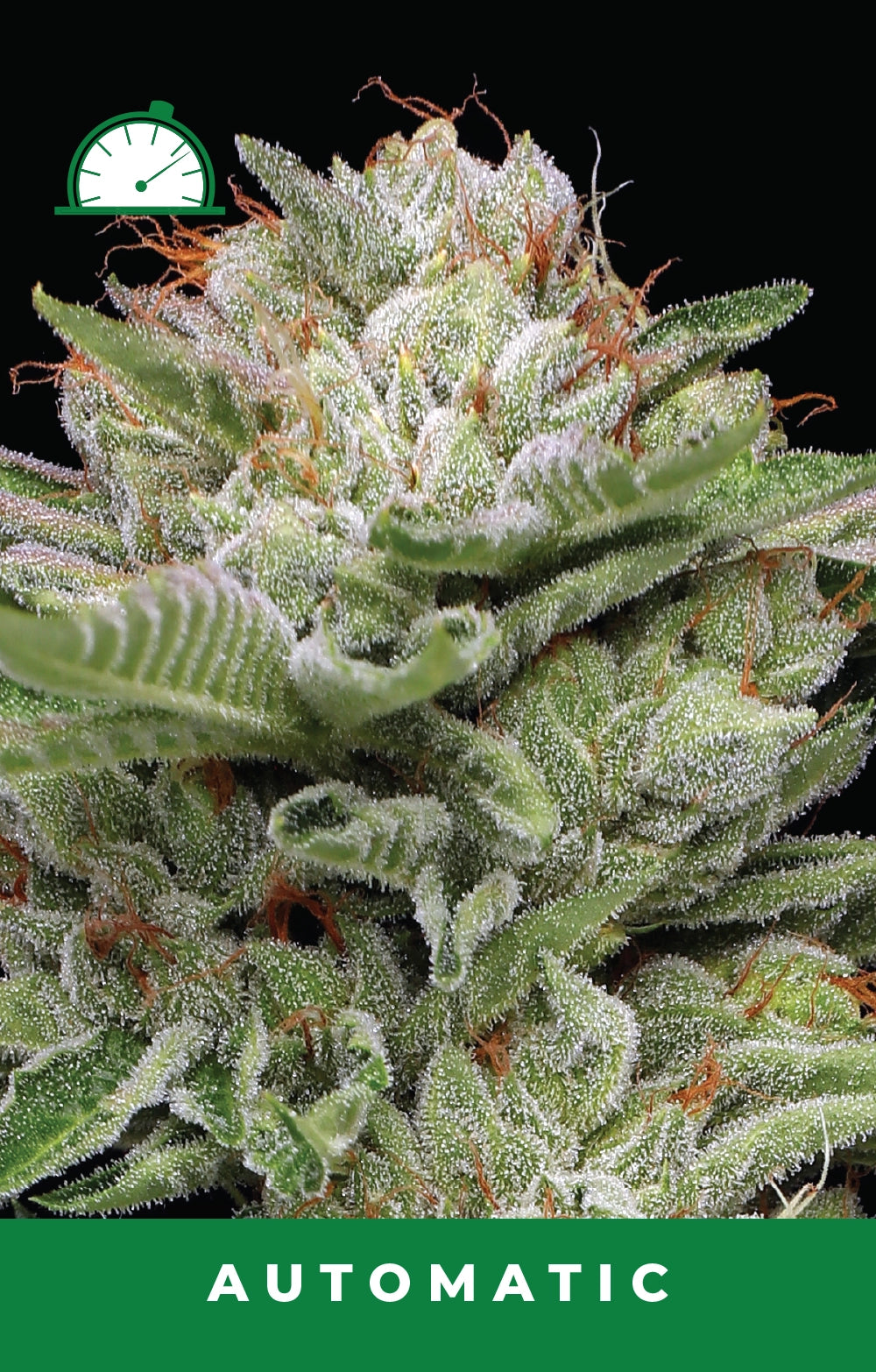 Close-up of a cannabis plant with frosty buds and ants on a black background, labeled 'Automatic'.