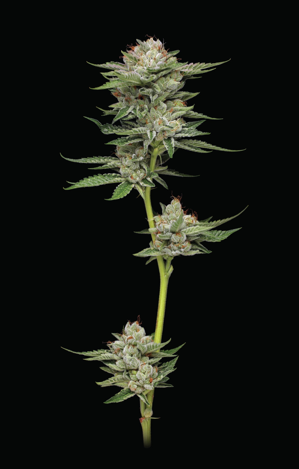 Cannabis plant with buds on a black background