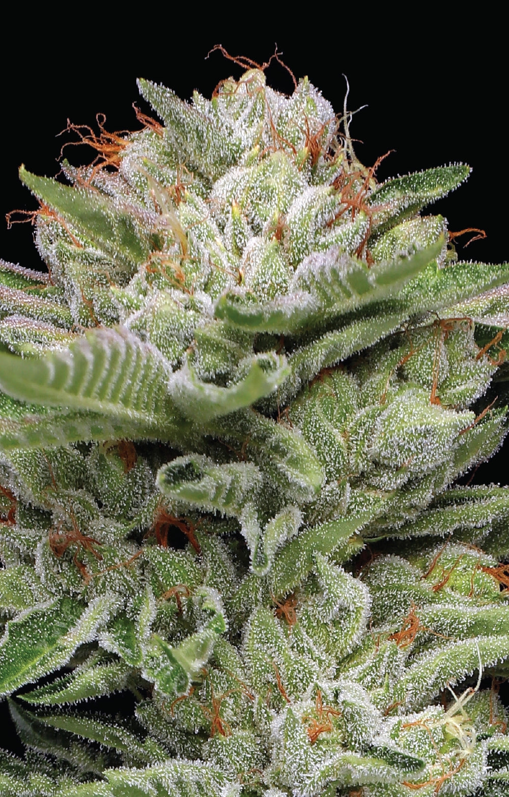 Close-up of a cannabis plant with a black background